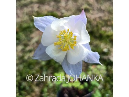 Aquilegia caerulea 'Blue Star'_3