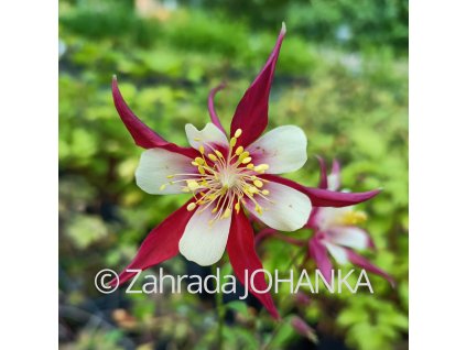 Aquilegia caerulea 'Koralle'_3