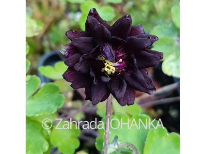 Aquilegia vulgaris var. Stellata 'Black Barlow' _1
