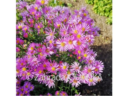 Aster ericoides 'Esther'