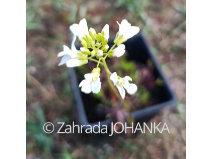 Arabis procurrens 'Variegata'_1