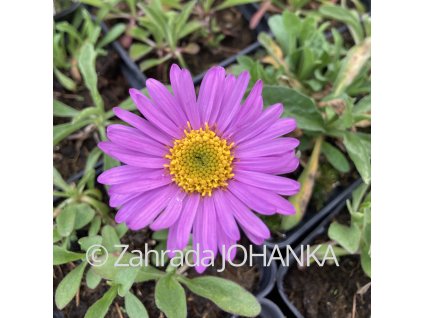 Aster alpinus 'Happy End'_2