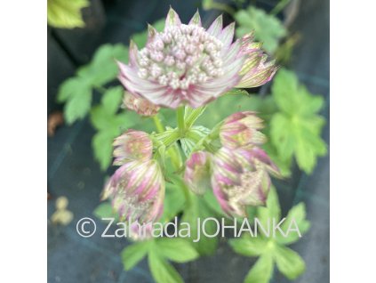 Astrantia major 'Rubra'_4