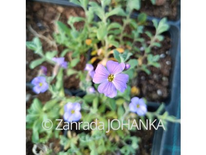 Aubrieta cultorum 'Cascade Blue'_1