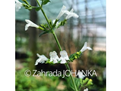 Calamintha nepeta 'Marvelette White'_1