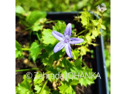 Campanula garganica_1