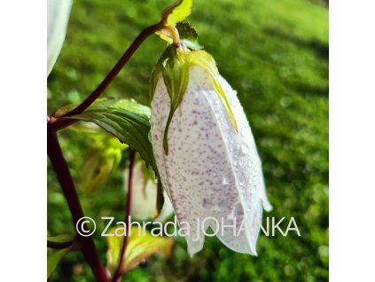 Campanula takesimana 'Alba'_1