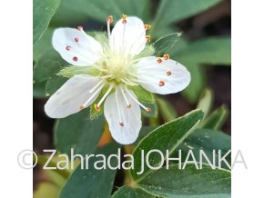 Potentilla tridentata _1