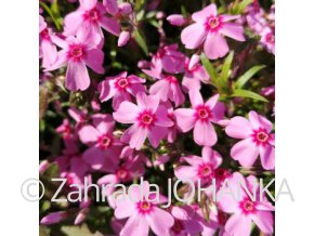 Phlox subulata 'Andrýsek'