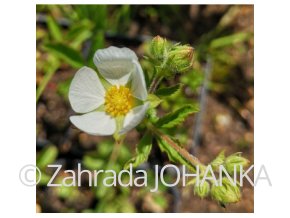 Potentilla rupestris