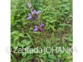 Salvia officinalis 'Extrakta'