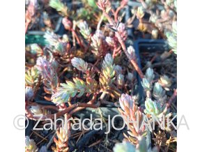 Sedum reflexum 'Silver'