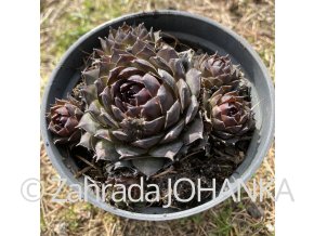 Sempervivum hybr. 'Grey Lady'