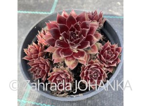 Sempervivum hybr. 'Heigham Red'