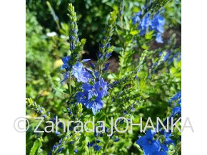 Veronica austriaca teucrium 'Knall Blue'