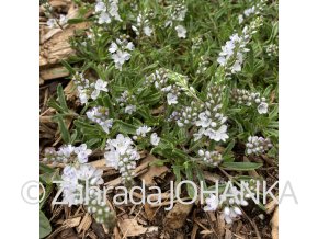 Veronica prostrata 'Alba'