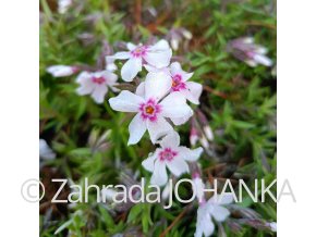 Phlox subulata 'Coral Eye'_1