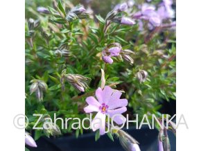 Phlox subulata 'Fort Hill'_2