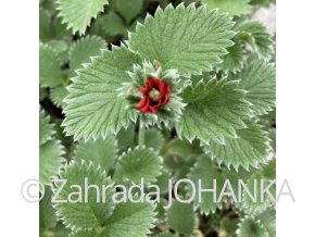 Potentilla atrosanguinea 'Rot'