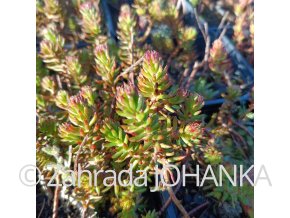 Sedum reflexum 'Angelina'