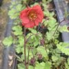 Geum rivale 'Flames of Passion' _3