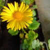 Doronicum orientale 'Leonardo Compact'_1