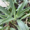 Echinacea pallida 'Hula dancer' _1