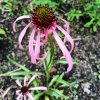 Echinacea simulata_2