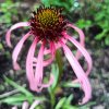 Echinacea simulata_3