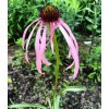Echinacea simulata_1