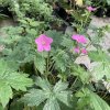 Geranium endressii
