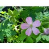 Geranium endressii_3