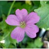 Geranium endressii_2