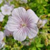Geranium himalayense 'Derrick Cook'