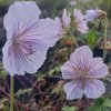 Geranium himalayense 'Derrick Cook'_3