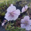 Geranium himalayense 'Derrick Cook'_4