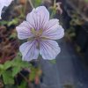 Geranium himalayense 'Derrick Cook'_2