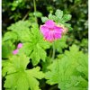 Geranium macrorrhizum 'Czakor'