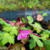Geranium macrorrhizum 'Czakor'_5