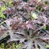 Geranium pratense 'Dark Reiter'_2