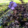 Geranium pratense 'Dark Reiter'_4