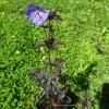 Geranium pratense 'Dark Reiter'_5