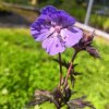 Geranium pratense 'Dark Reiter'_6