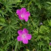 Geranium sanguineum 'Vision Violet'