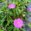 Geranium sanguineum 'Vision Violet'