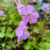 Geranium x cantabrigiense 'Andrew Clarke'_3