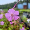 Geranium x cantabrigiense 'Andrew Clarke'_4