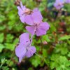 Geranium x cantabrigiense 'Andrew Clarke'_1