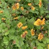 Geum x heldreichii 'Georgenberg'_3