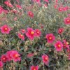 Helianthemum 'Ben Ledi'_1